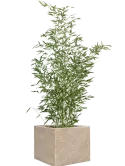 CC0066288