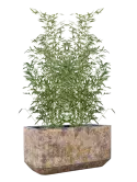 CC0066297