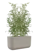 CC0066300