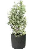 CC0066765