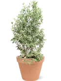 CC0066786