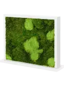 CMSS00211