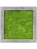 CMSS00231