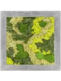 CMSS00235