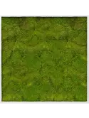 CMSS00315