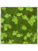 CMSS00316