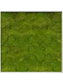 CMSS00321