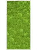 CMSS00326