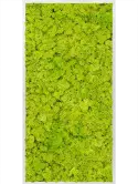 CMSS00329