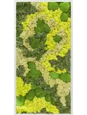 CMSS00331