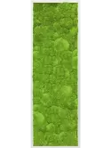 CMSS00332