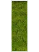 CMSS00333