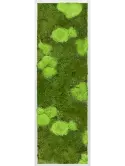 CMSS00334