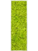 CMSS00335