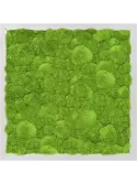 CMSS00338