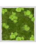 CMSS00340