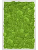 CMSS00344