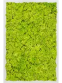 CMSS00347