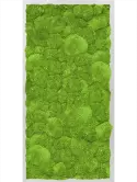 CMSS00350