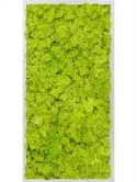 CMSS00353