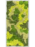 CMSS00355