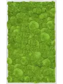 CMSS00362