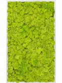 CMSS00365