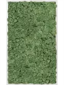 CMSS00366