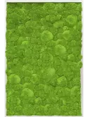CMSS00380