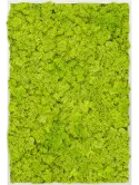 CMSS00382