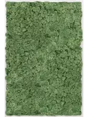 CMSS00384