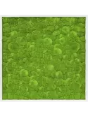 CMSS00411