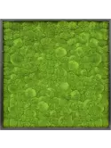 CMSS00417