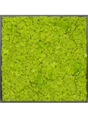CMSS00420