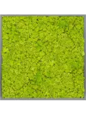 CMSS00426