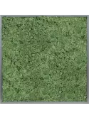 CMSS00427