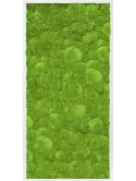 CMSS00429