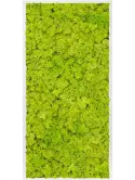 CMSS00432