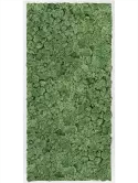 CMSS00433