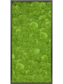 CMSS00435