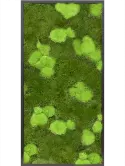 CMSS00437