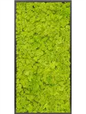 CMSS00438