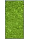 CMSS00441