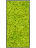 CMSS00444