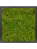 CMSS00455