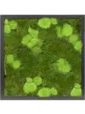 CMSS00456