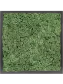 CMSS00458