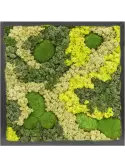 CMSS00459
