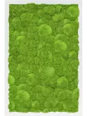 CMSS00466