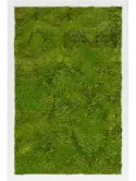 CMSS00467